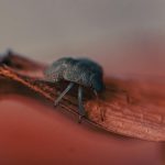 QUIC Bug Exposed: How Linux Kernel Optimization Went Wrong