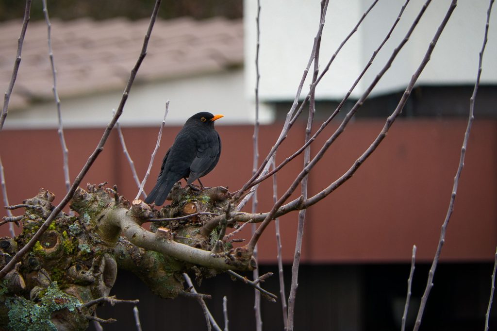 Comparing Corvid Species