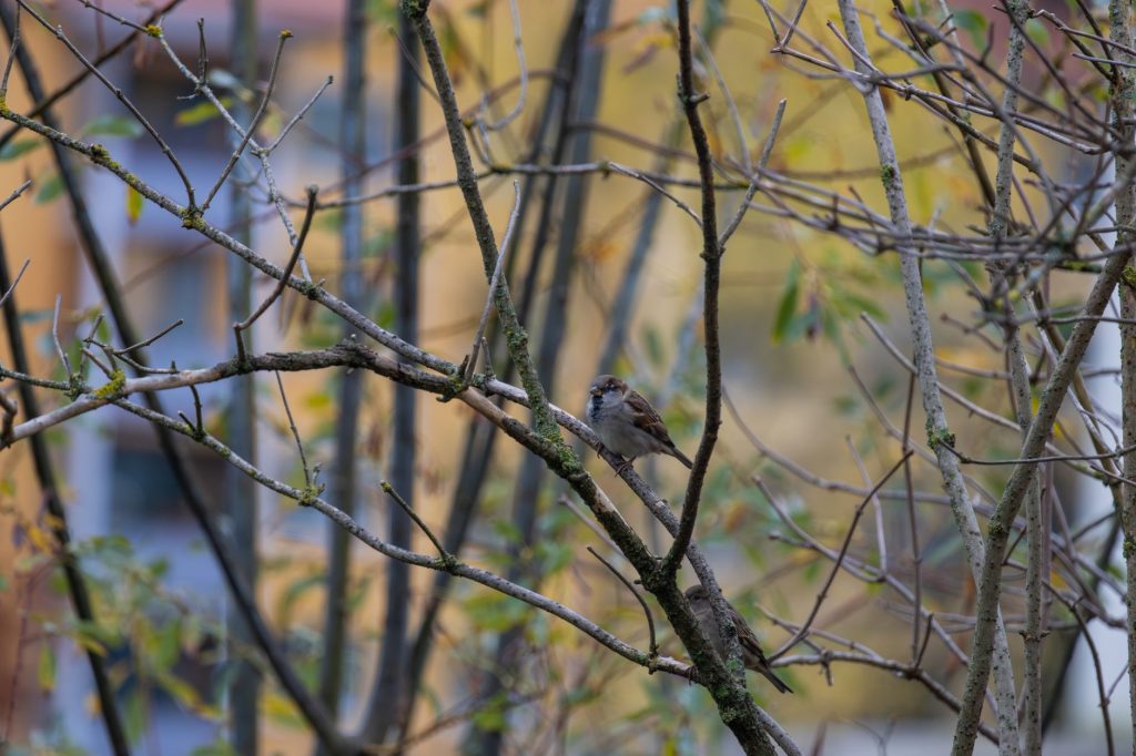 Smartest Bird Species