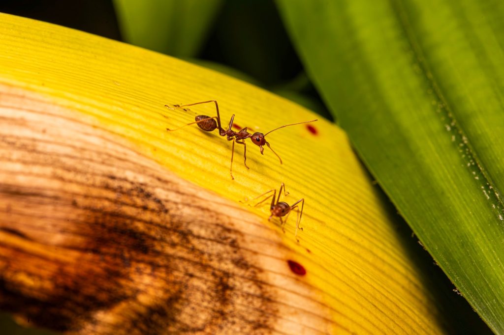 Ants: Who Looks After The Injured In A Colony?